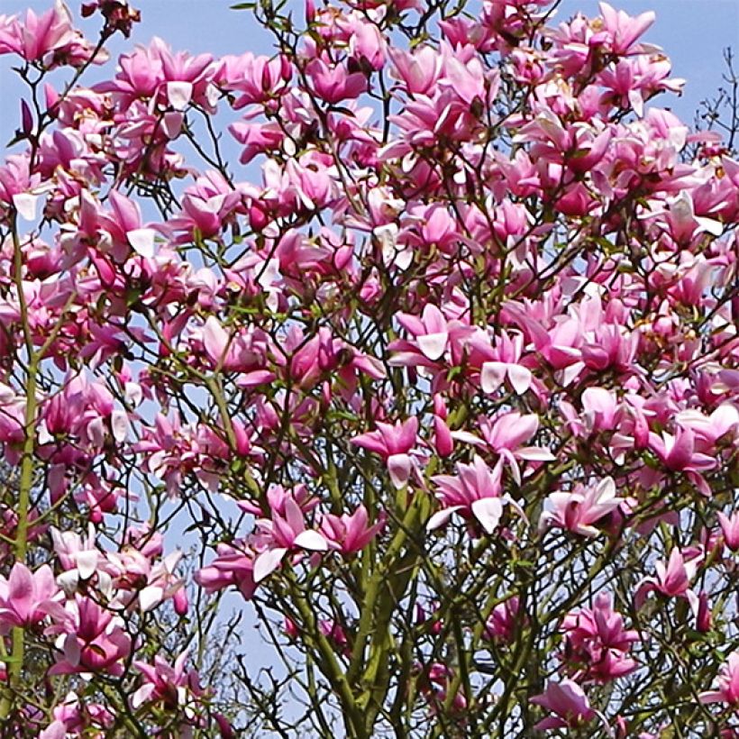 Magnolia Star Wars - Magnolie (Blüte)