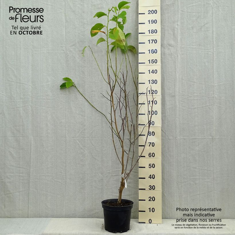 Exemplar von Magnolia Star Wars - Magnolie Topf mit 7,5L/10L wie im Herbst geliefert