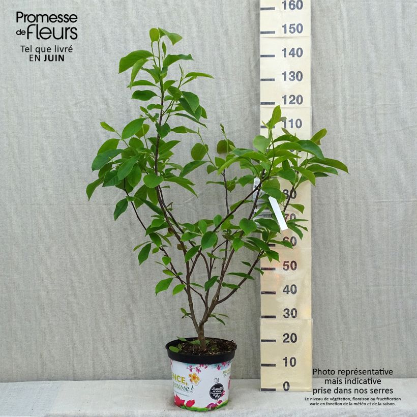 Exemplar von Magnolia Star Wars - Magnolie Topf mit 7,5L/10L wie im Frühjahr geliefert