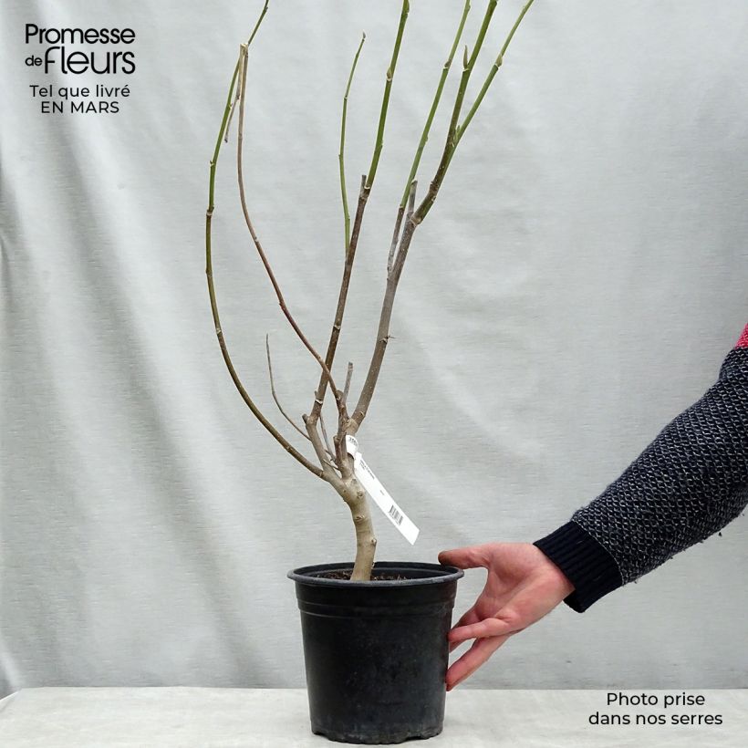 Exemplar von Magnolia Star Wars - Magnolie Topf mit 4L/5L wie im Winter geliefert