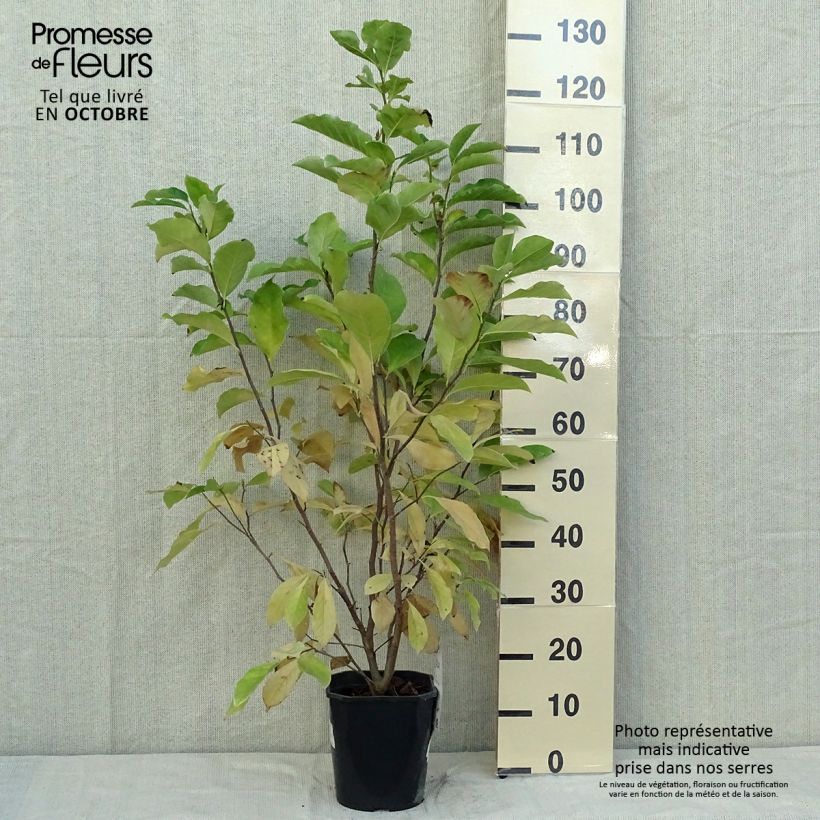 Exemplar von Magnolia Susan - Magnolie Topf mit 3L/4L wie im Herbst geliefert