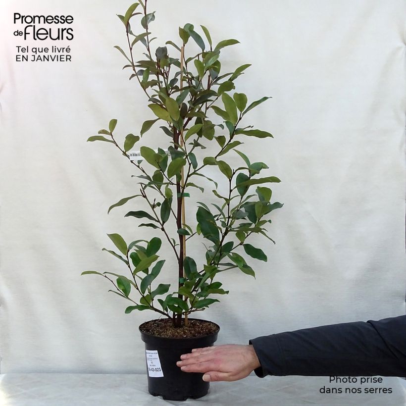 Exemplar von Magnolia White Caviar - Magnolie Topf mit 3L/4L wie im Winter geliefert