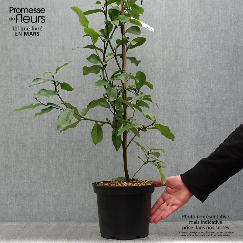 Exemplar von Magnolia White Caviar - Magnolie Topf mit 3L/4L wie im Frühjahr geliefert