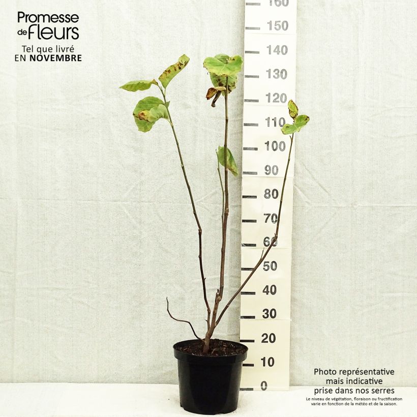 Exemplar von Magnolia Yellow Lantern - Magnolie Topf mit 6L/7L wie im Herbst geliefert