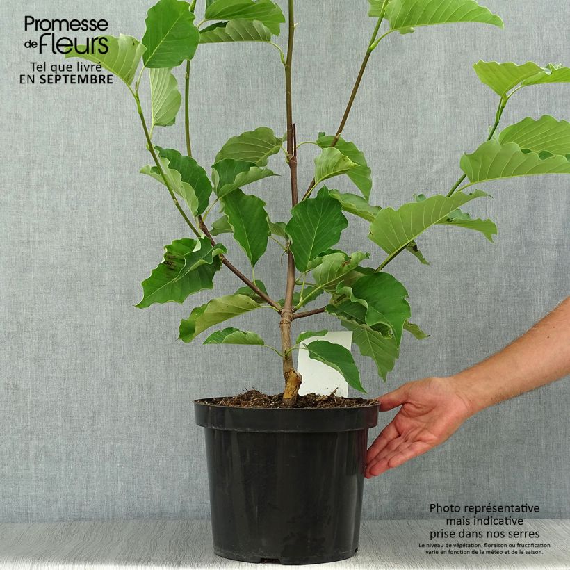 Exemplar von Magnolia acuminata Blue Opal - Gurken-Magnolie Topf mit 7,5L/10L wie im Herbst geliefert