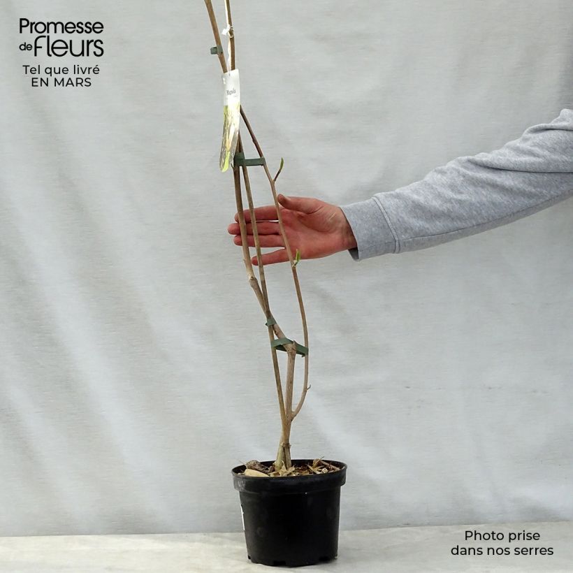 Exemplar von Magnolia brooklynensis Eva Maria - Magnolie Topf mit 2L/3L wie im Frühjahr geliefert