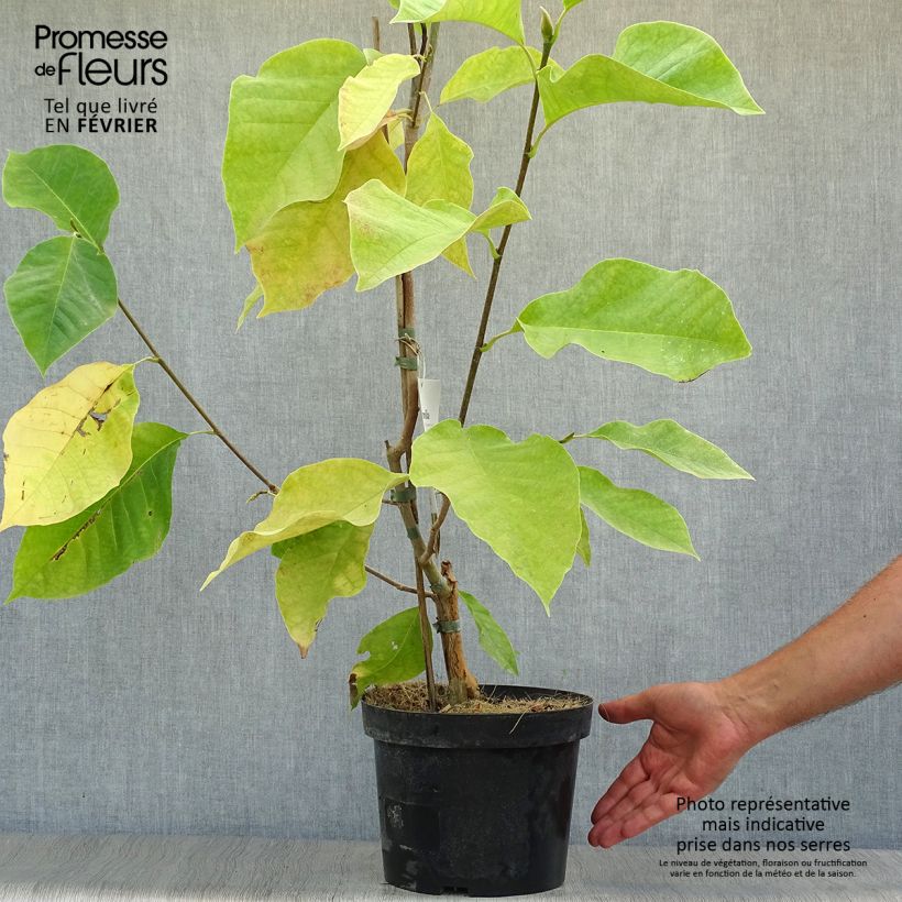 Exemplar von Magnolia brooklynensis Eva Maria - Magnolie Topf mit 4L/5L wie im Herbst geliefert