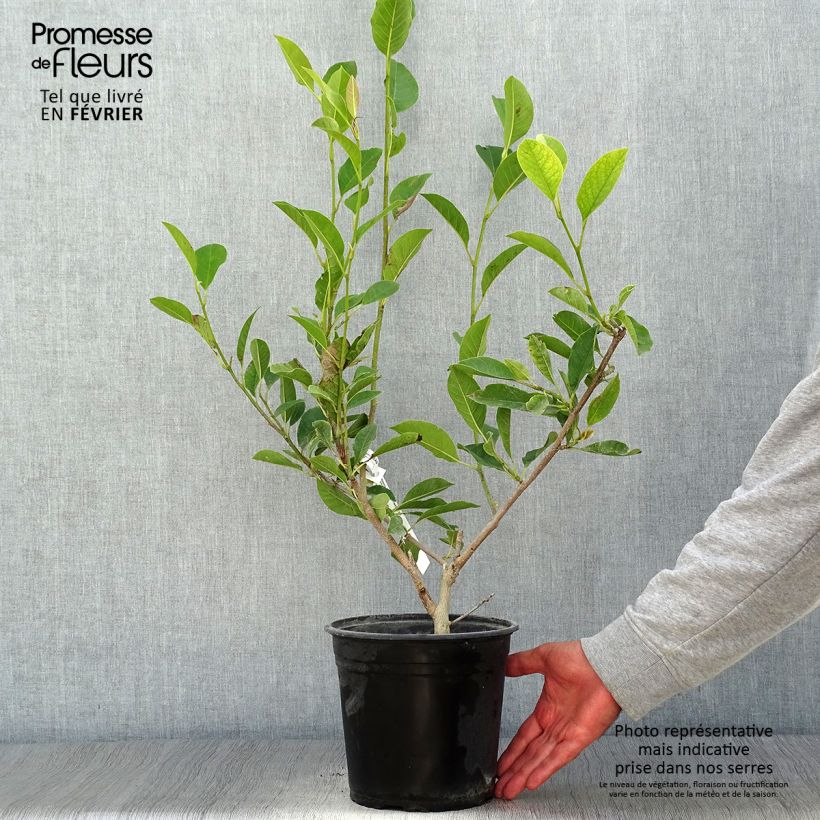 Exemplar von Magnolia denudata Festirose - Yulan-Magnolie Topf mit 4L/5L wie im Herbst geliefert