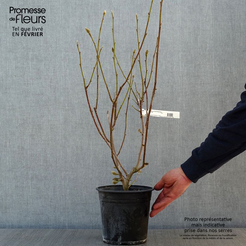 Exemplar von Magnolia denudata Festirose - Yulan-Magnolie Topf mit 4L/5L wie im Winter geliefert