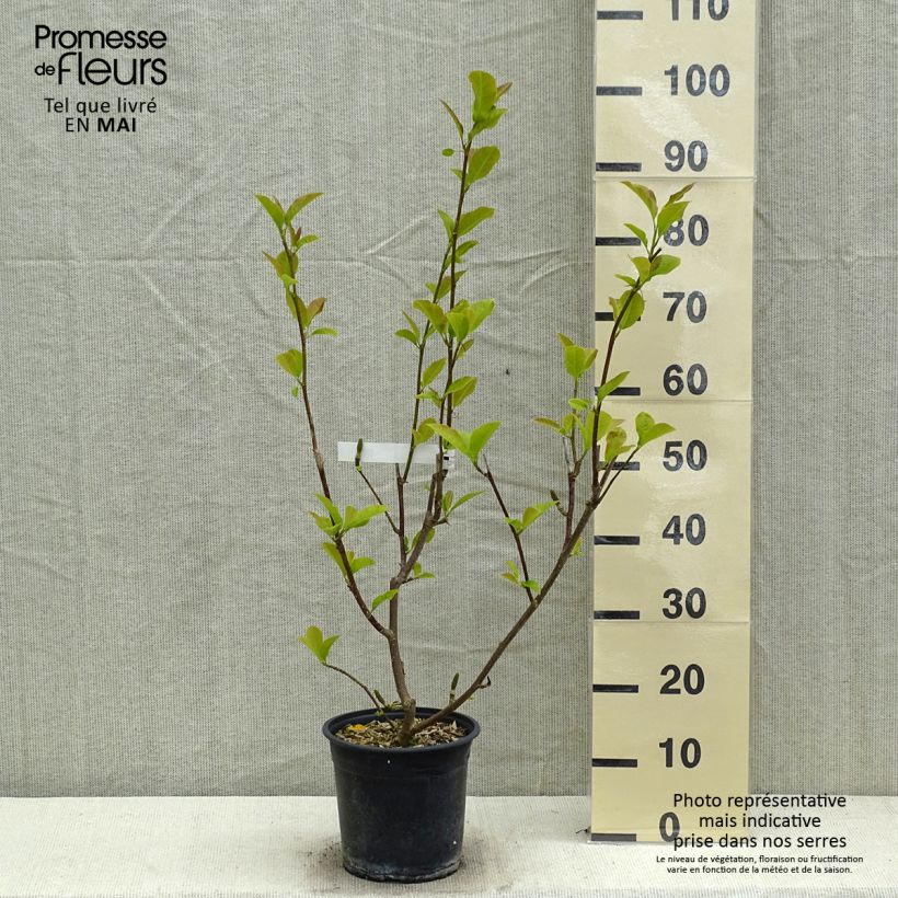 Exemplar von Magnolia denudata Festirose - Yulan-Magnolie Topf mit 4L/5L wie im Frühjahr geliefert