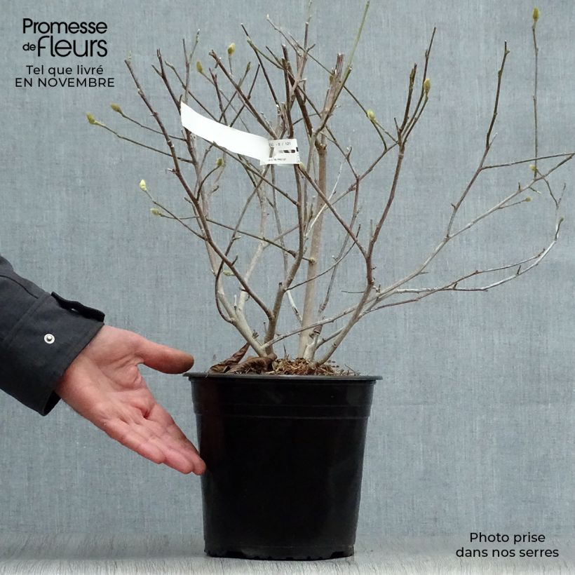 Exemplar von Magnolia stellata Waterlily - Stern-Magnolie Topf mit 4L/5L wie im Herbst geliefert