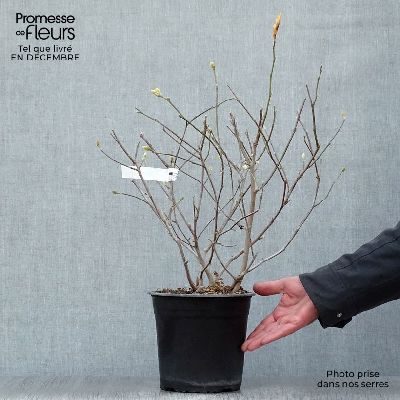 Exemplar von Magnolia stellata Waterlily - Stern-Magnolie Topf mit 4L/5L wie im Winter geliefert