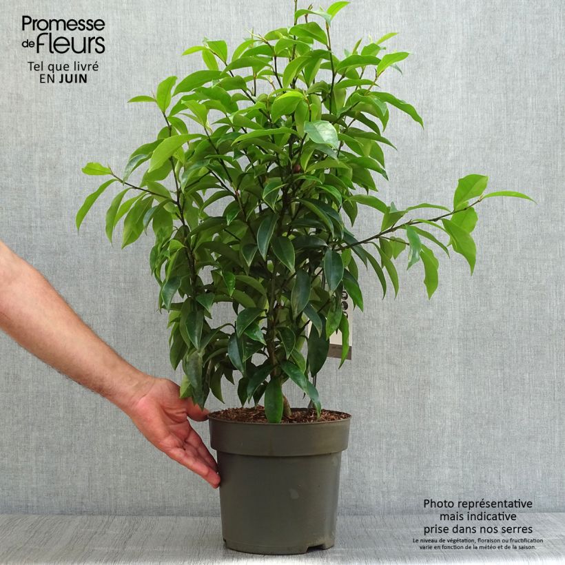 Exemplar von Magnolia figo Stellar Ruby - Bananenstrauch Topf mit 6L/7L wie im Sommer geliefert