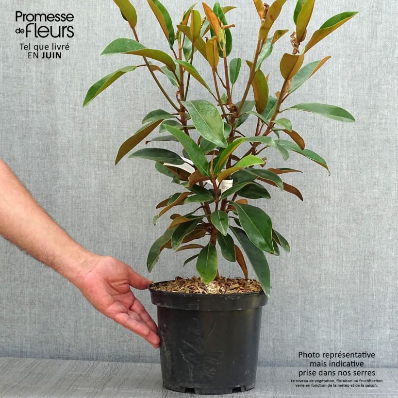Magnolia grandiflora Alta - Immergrne Magnolie