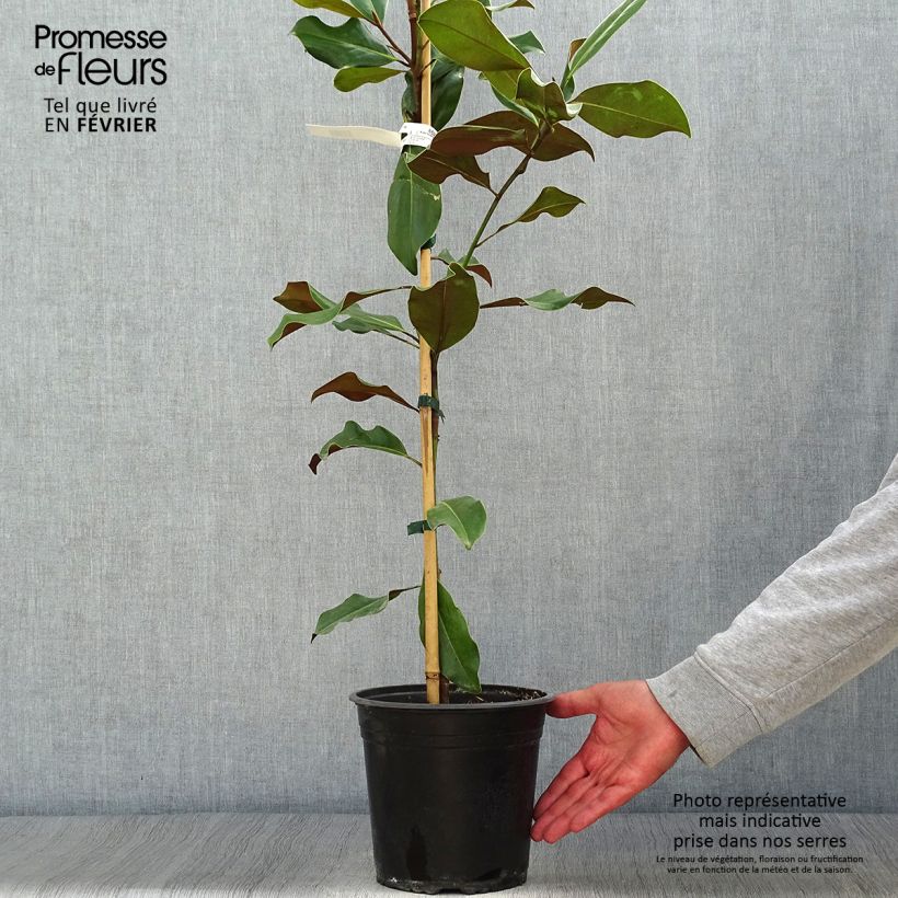 Exemplar von Magnolia grandiflora Bracken's Brown Beauty - Immergrüne Magnolie Topf mit 4L/5L wie im Herbst geliefert