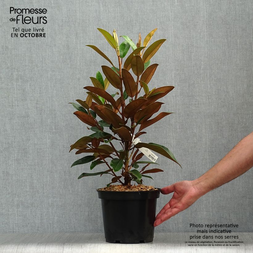 Exemplar von Magnolia grandiflora Little Gem - Immergrüne Magnolie Topf mit 3L/4L wie im Herbst geliefert