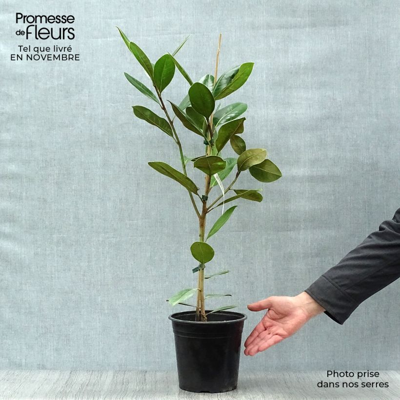 Exemplar von Magnolia grandiflora Treyve - Immergrüne Magnolie Topf mit 4L/5L wie im Herbst geliefert