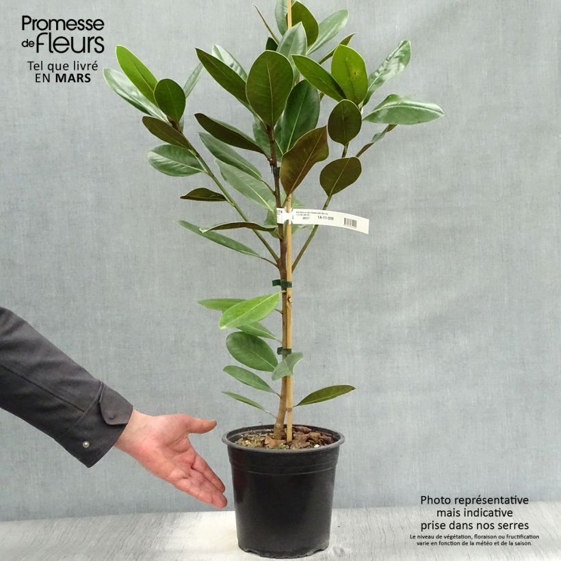 Exemplar von Magnolia grandiflora Treyve - Immergrüne Magnolie Topf mit 4L/5L, Stämmchen wie im Frühjahr geliefert