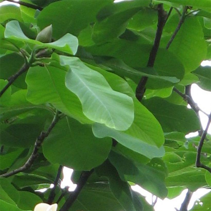 Magnolia hypoleuca - Japanische Großblatt-Magnolie (Laub)