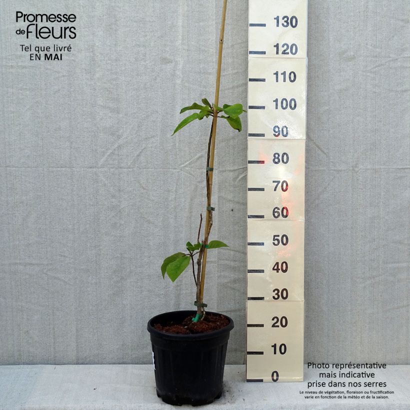 Exemplar von Magnolia hypoleuca - Japanische Großblatt-Magnolie Topf mit 4L/5L wie im Frühjahr geliefert