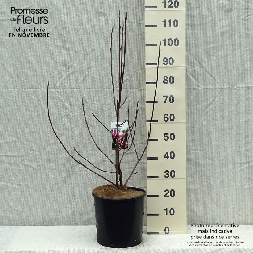 Exemplar von Magnolia liliflora Nigra - Purpur-Magnolie Topf mit 7,5L/10L wie im Herbst geliefert