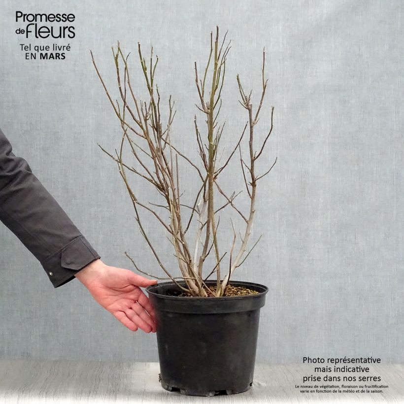 Exemplar von Magnolia liliflora Nigra - Purpur-Magnolie Topf mit 7,5L/10L wie im Frühjahr geliefert