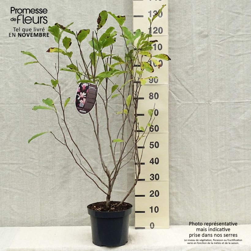 Exemplar von Magnolia loebneri Leonard Messel - Loebner-Magnolie Topf mit 6L/7L wie im Herbst geliefert