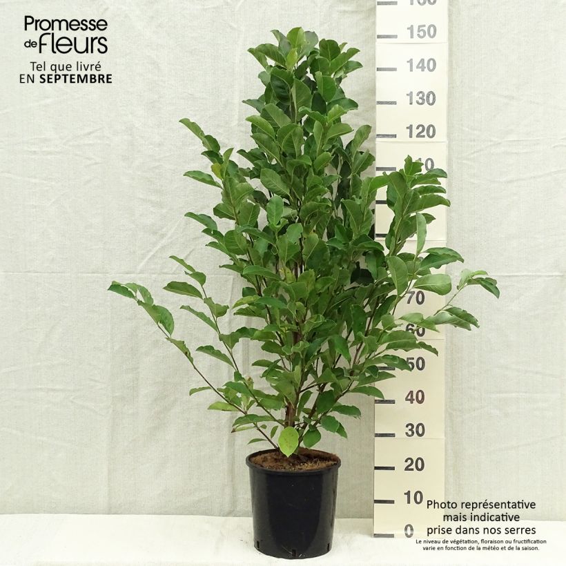 Exemplar von Magnolia loebneri Merrill - Loebner-Magnolie Topf mit 7,5L/10L wie im Herbst geliefert