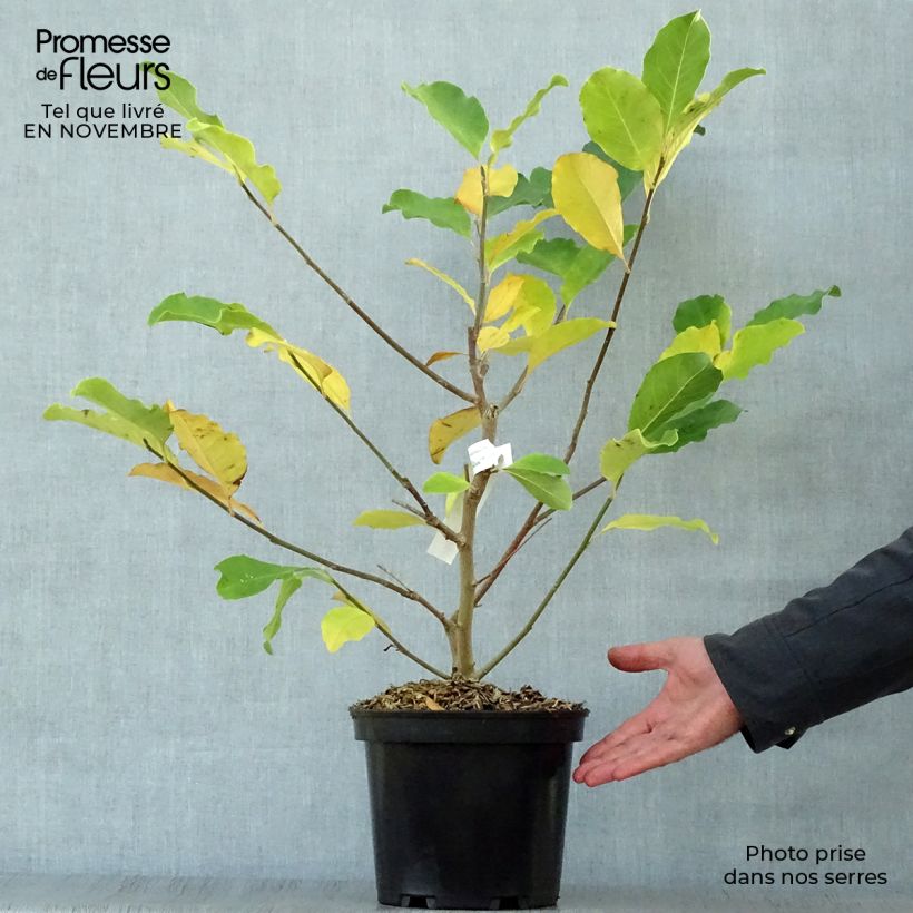 Exemplar von Magnolia loebneri Wildcat - Loebner-Magnolie Topf mit 4L/5L wie im Herbst geliefert