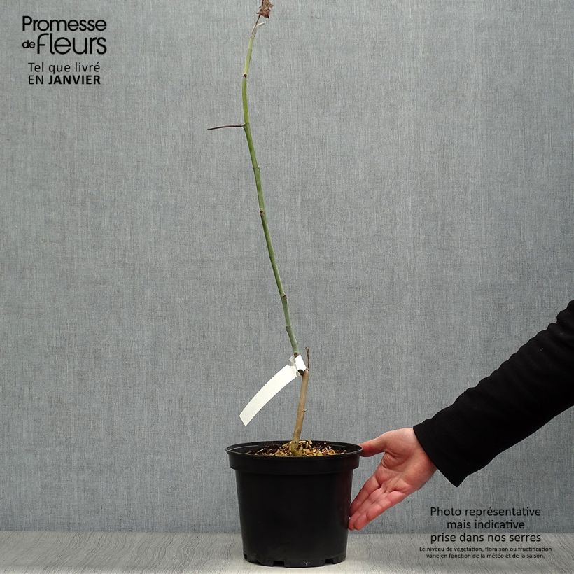 Exemplar von Magnolia macrophylla subsp. ashei - Ashe Magnolie Topf mit 4L/5L wie im Winter geliefert