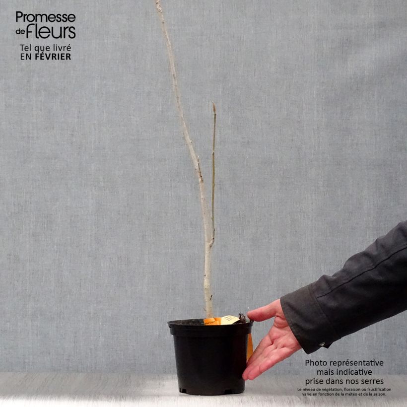 Exemplar von Magnolia officinalis var. biloba - Arznei-Magnolie Topf mit 4L/5L wie im Winter geliefert