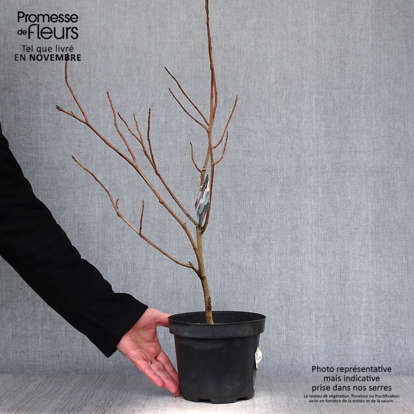 Exemplar von Magnolia sieboldii - Sommer-Magnolie Topf mit 3L/4L wie im Herbst geliefert