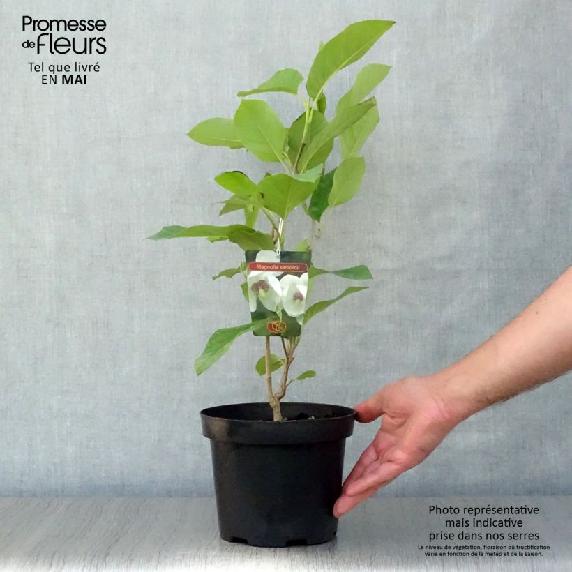 Exemplar von Magnolia sieboldii - Sommer-Magnolie Topf mit 3L/4L wie im Frühjahr geliefert