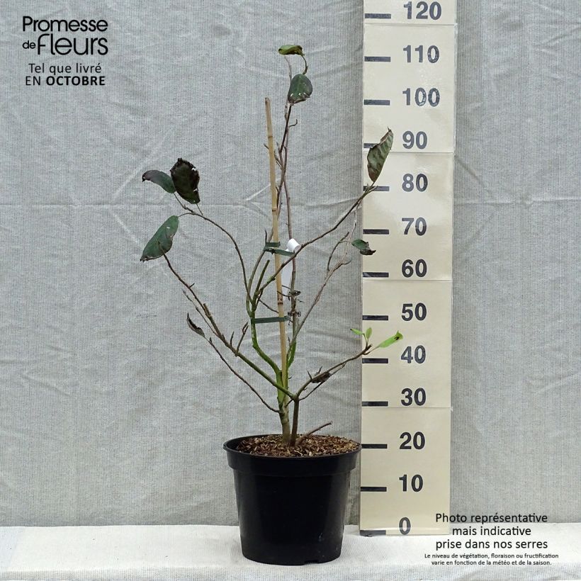 Exemplar von Magnolia sieboldii Colossus - Sommer-Magnolie Topf mit 12L/15L wie im Herbst geliefert