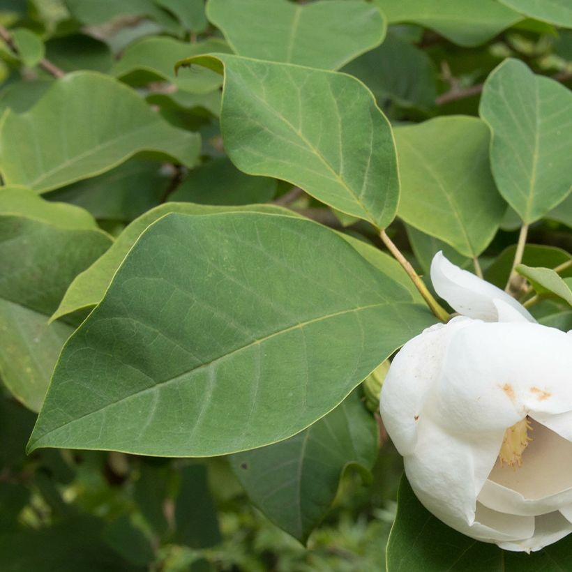 Magnolia sieboldii Colossus - Sommer-Magnolie (Laub)