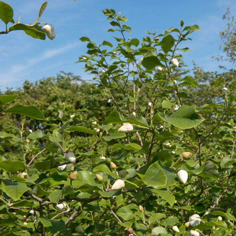 Magnolia sieboldii Colossus - Sommer-Magnolie (Hafen)