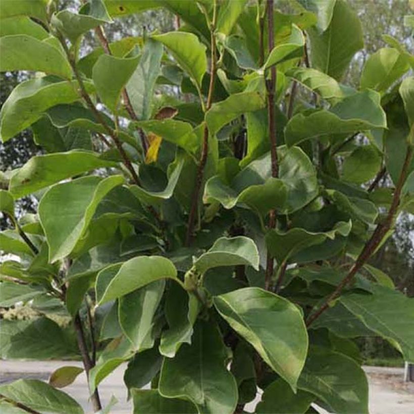 Magnolia soulangeana Alba Superba - Tulpen-Magnolie (Laub)