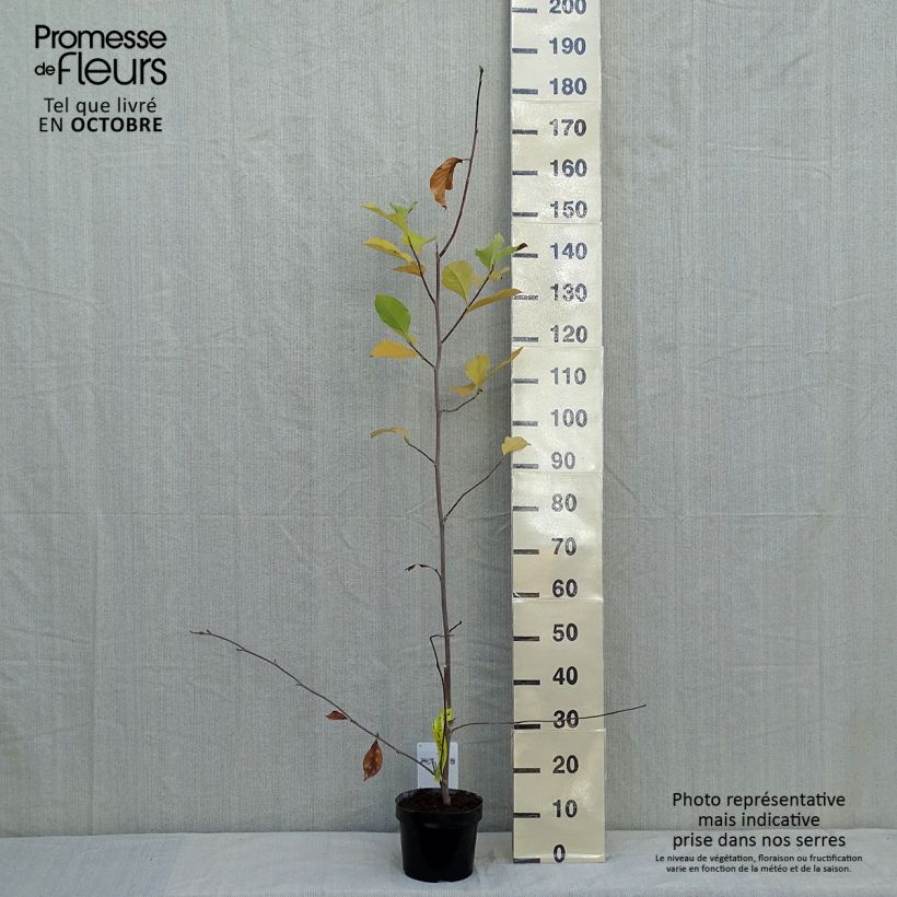 Exemplar von Magnolia soulangeana Alba Superba - Tulpen-Magnolie Topf mit 3L/4L wie im Herbst geliefert