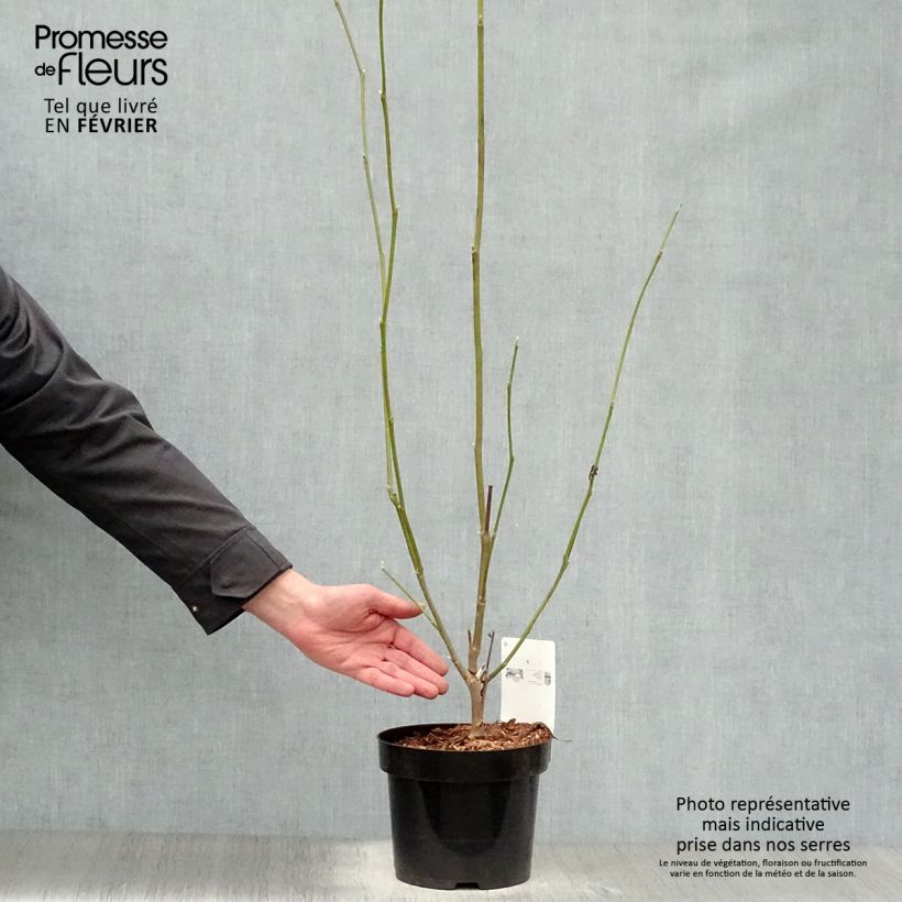 Exemplar von Magnolia soulangeana Alba Superba - Tulpen-Magnolie Topf mit 3L/4L wie im Winter geliefert