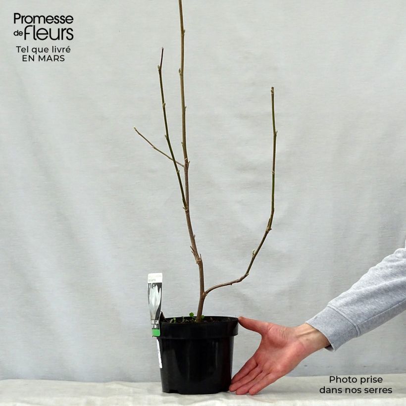Exemplar von Magnolia soulangeana Alba Superba - Tulpen-Magnolie Topf mit 3L/4L wie im Frühjahr geliefert