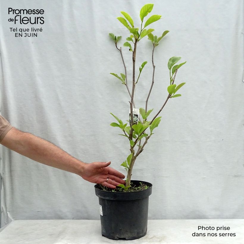 Exemplar von Magnolia soulangeana Alba Superba - Tulpen-Magnolie Topf mit 6L/7L wie im Sommer geliefert