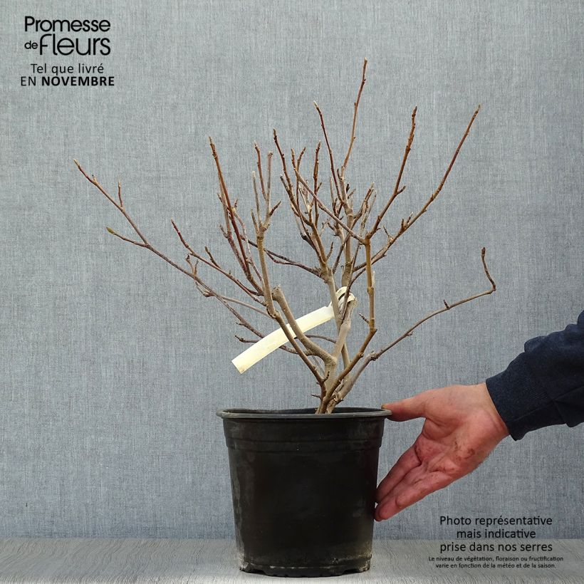 Exemplar von Magnolia soulangeana - Tulpen-Magnolie Topf mit 3L/4L wie im Herbst geliefert