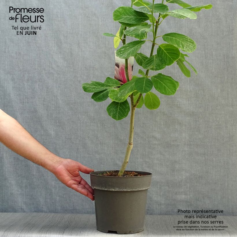 Exemplar von Magnolia sprengeri Pink Beauty - Magnolie Topf mit 6L/7L wie im Sommer geliefert