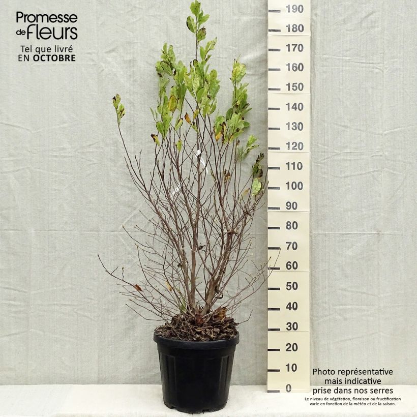 Exemplar von Magnolia stellata - Stern-Magnolie Topf mit 20L/25L wie im Herbst geliefert