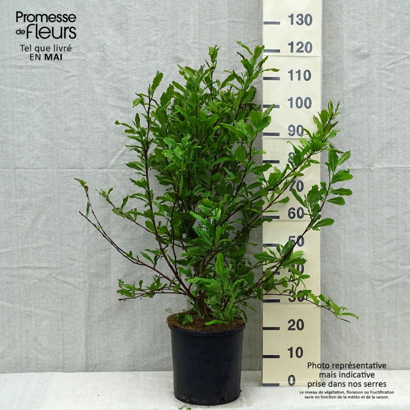 Exemplar von Magnolia stellata - Stern-Magnolie Topf mit 7,5L/10L wie im Frühjahr geliefert