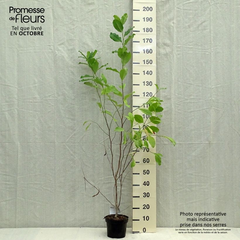 Exemplar von Magnolia stellata Rosea - Stern-Magnolie Topf mit 2L/3L wie im Herbst geliefert