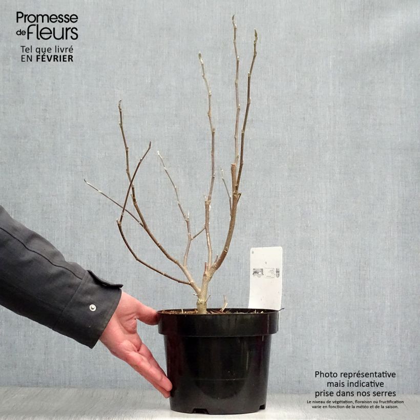 Exemplar von Magnolia stellata Royal Star - Stern-Magnolie Topf mit 3L/4L wie im Winter geliefert