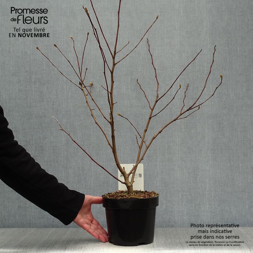 Exemplar von Magnolia stellata Royal Star - Stern-Magnolie Topf mit 3L/4L wie im Herbst geliefert