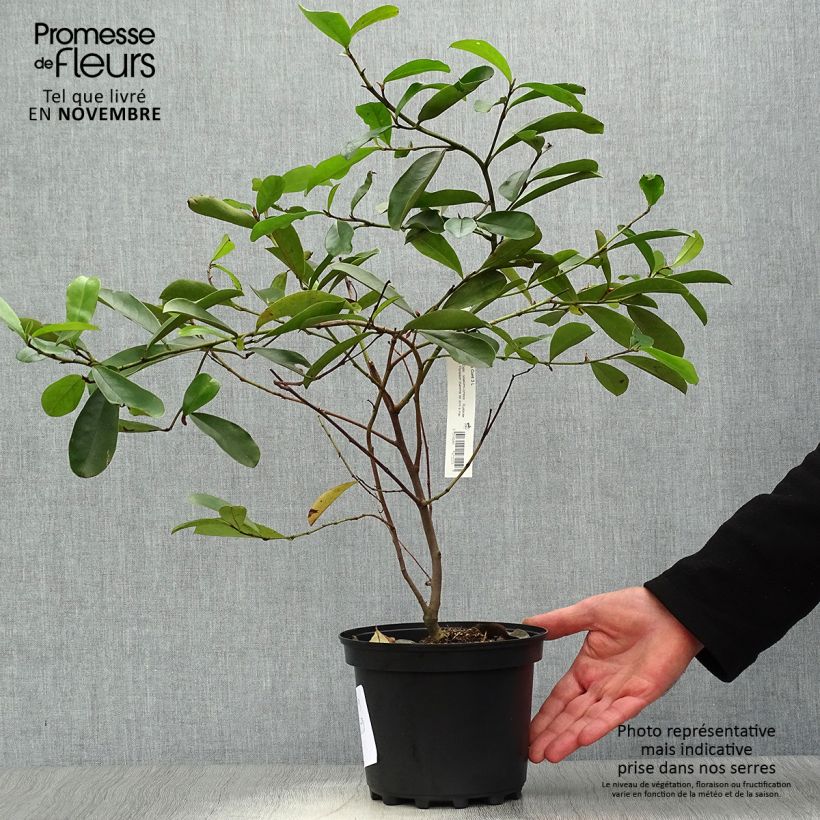 Exemplar von Magnolia yunnanensis - Yunnan-Magnolie Topf mit 3L/4L wie im Herbst geliefert