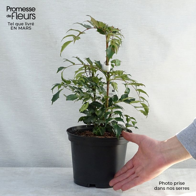 Exemplar von Mahonia nitens Cabaret - Orangeblühende Mahonie Topf mit 2L/3L wie im Frühjahr geliefert